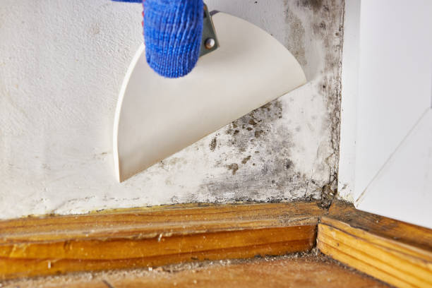 Best Post-Construction Mold Inspection  in Dundee, FL